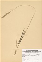 藏品(白茅)的圖片